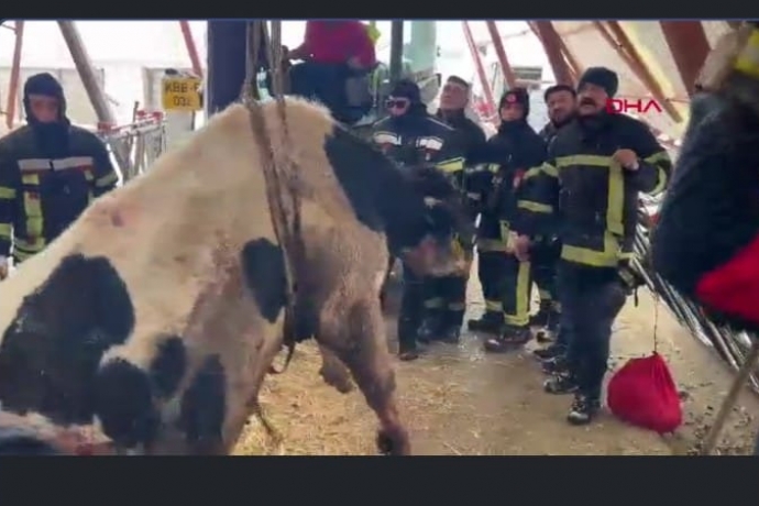 atda biriken kar nedeniyle ahr kt, hayvanlar kurtarmak iin alma balatld