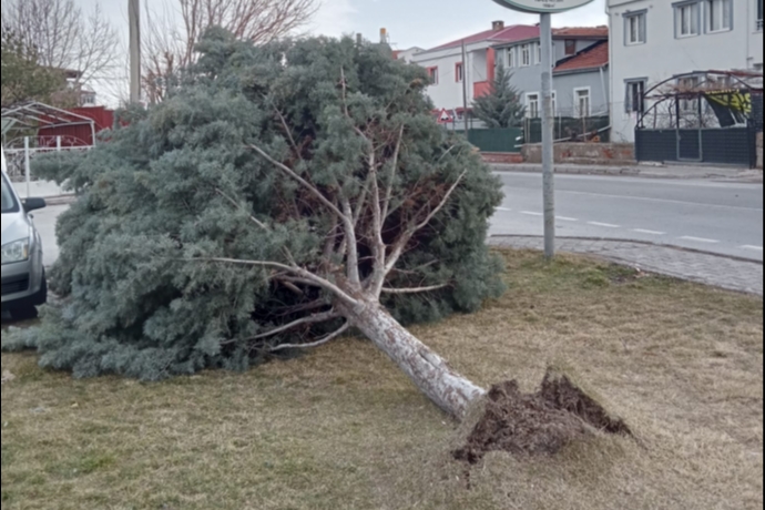 Kayseri’de Geceyi Sarsan Rüzgar: Parktaki Ağaç Bir Anda Kökünden Koptu