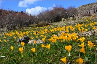 Kayseri’de Sarı Çiğdemler Toprağı Uykusundan Uyandırdı